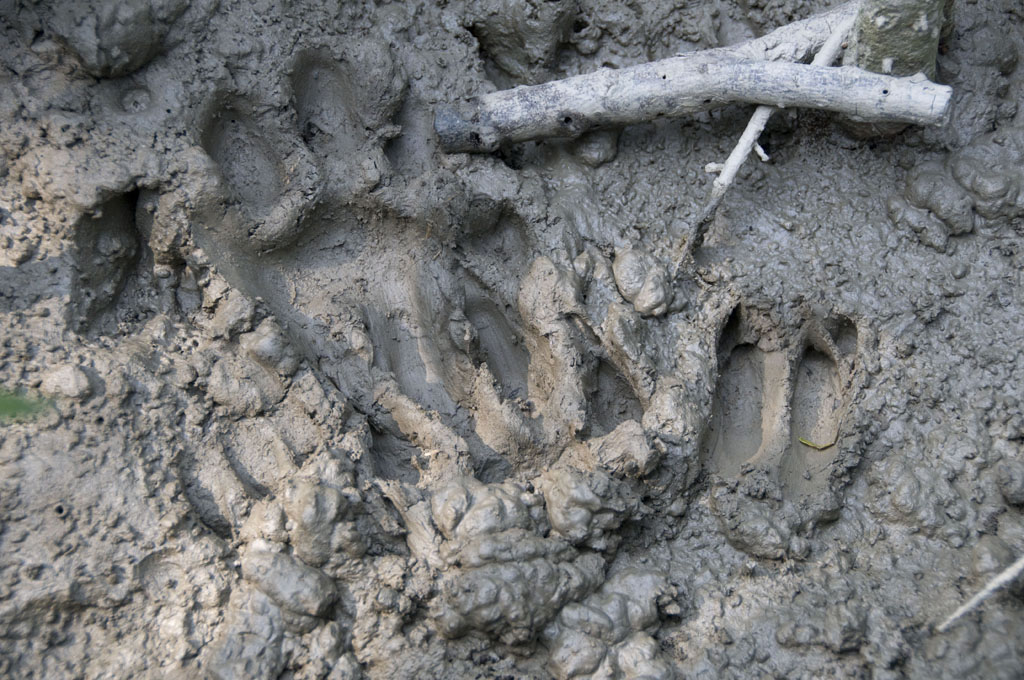 Tiger Tracks (Sundarban)