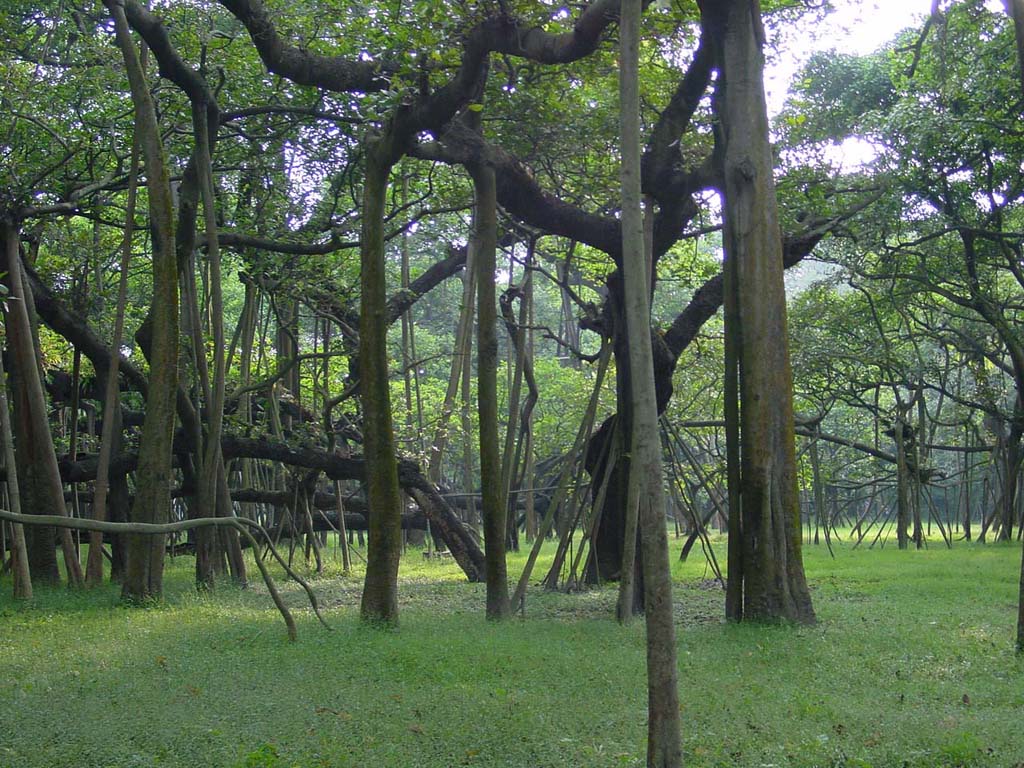 One Banyan Tree
