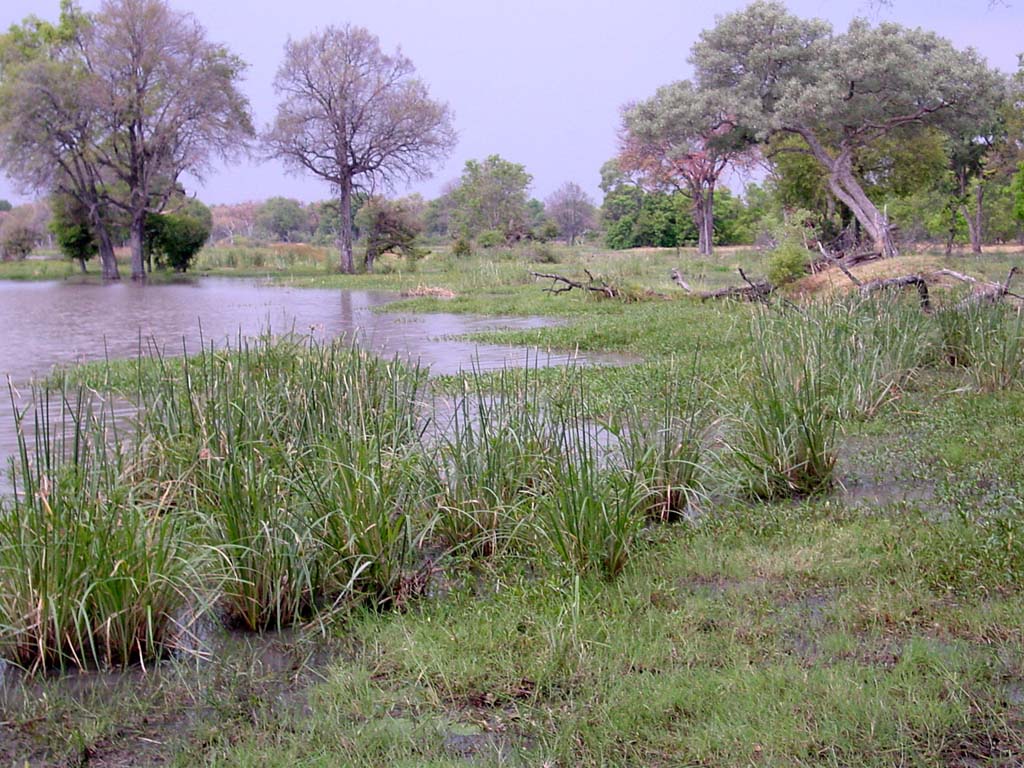 Okavango Visions