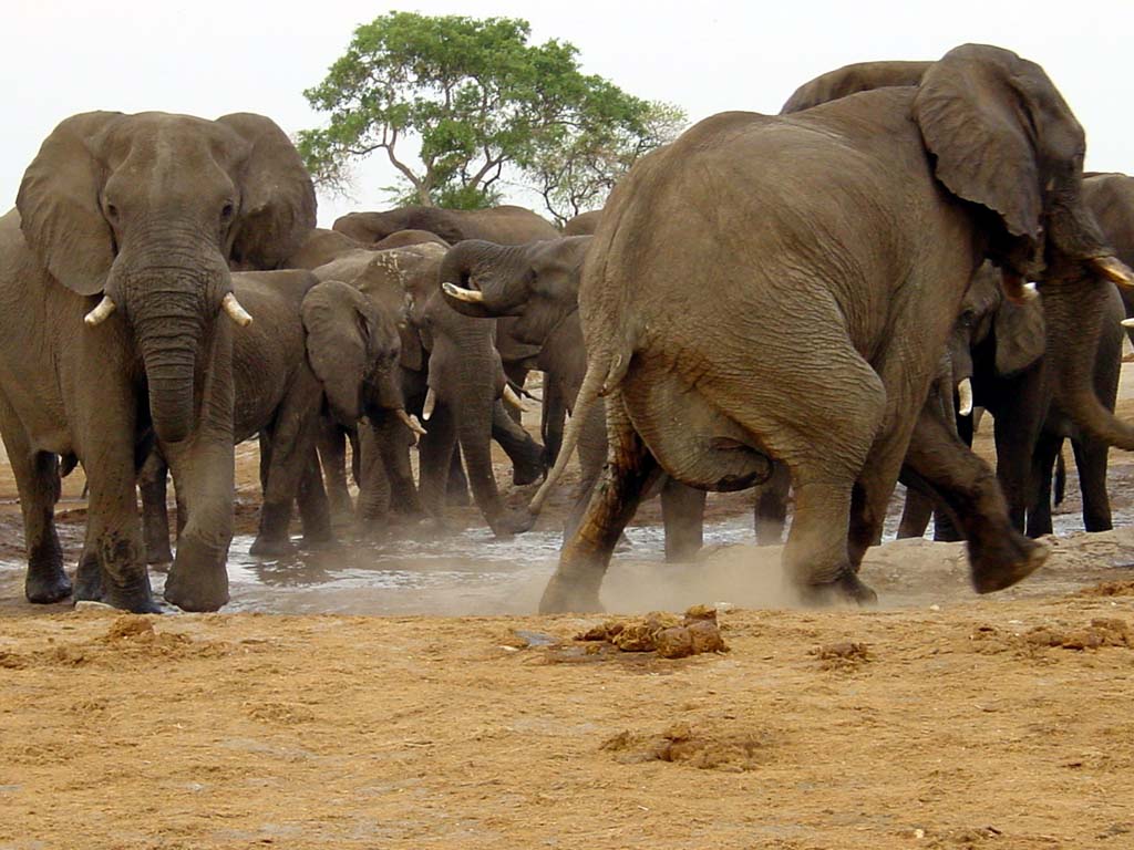 Fight At The Waterhole