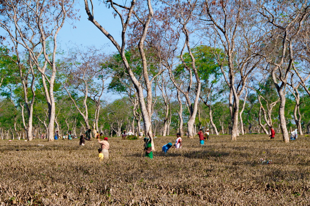 Tea Plantation (Assam)